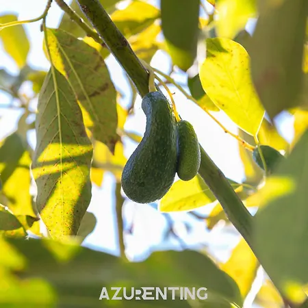 Azurenting - Bastide Oliva - 1 - Balcon Apartamento *